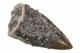 Dimetrodon Tooth - Texas Red Beds #208342-1